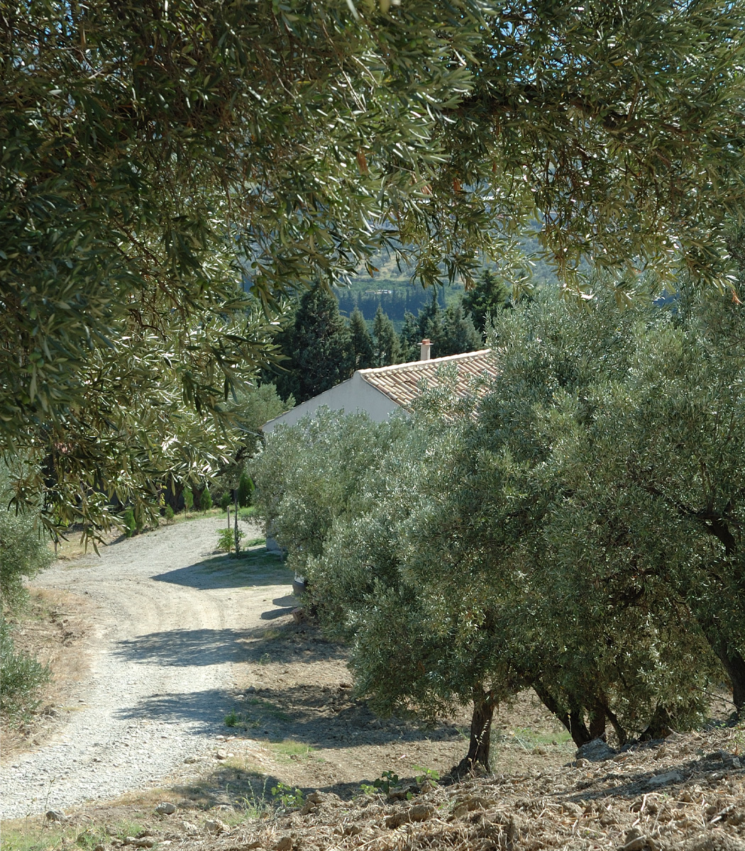Casa nell'oliveto